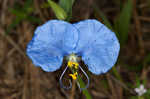 Whitemouth dayflower 